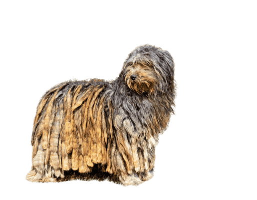 Cane da Pastore Bergamasco som ung/voksen