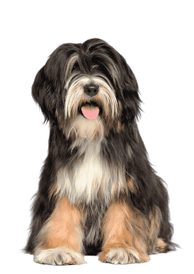 Tibetansk Terrier