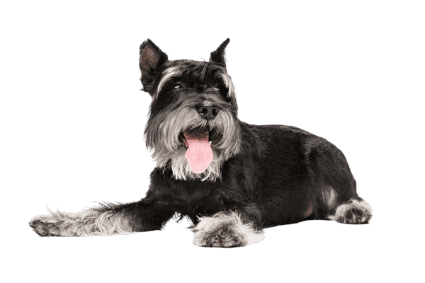 Schnauzer som senior