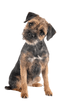 Border Terrier som ung/voksen