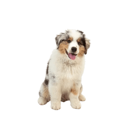 Australian Shepherd