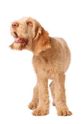 Spinone