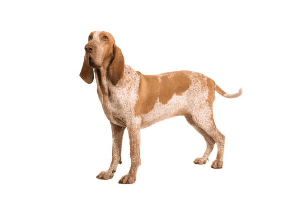 Bracco Italiano