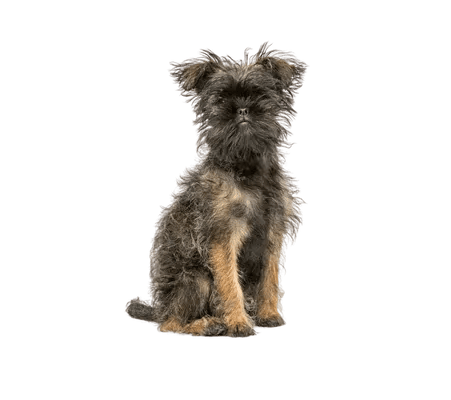 Affenpinscher