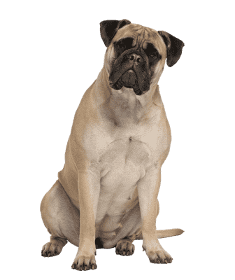 Bullmastiff som senior