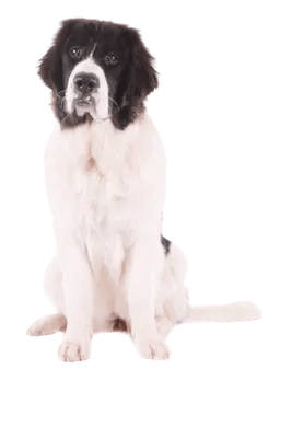 Landseer