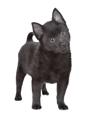 Schipperke