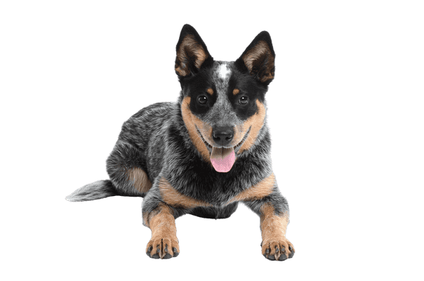 Australsk Cattle Dog som ung/voksen