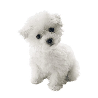 Bichon Frisé som hvalp