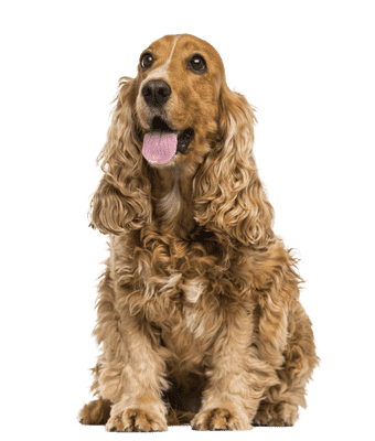 Engelsk Cocker Spaniel som senior