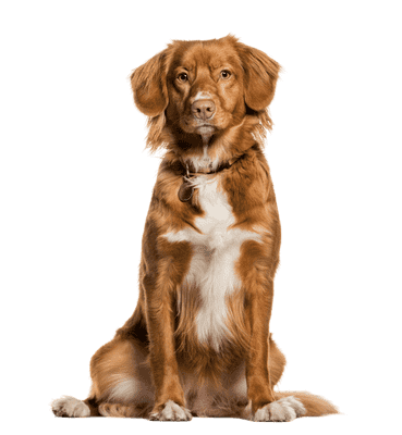 Nova Scotia Duck Tolling Retriever