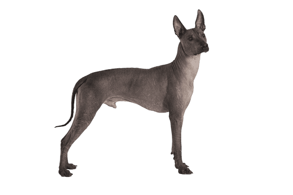 Xoloitzcuintle