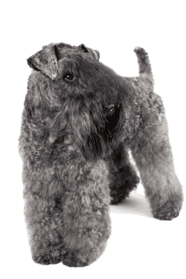 Kerry Blue Terrier som ung/voksen