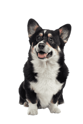 Welsh Corgi Cardigan som ung/voksen