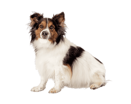 Shetland Sheepdog som senior