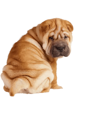 Shar Pei
