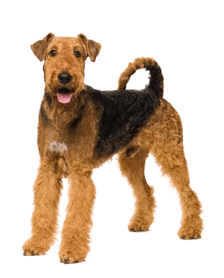Airedale Terrier