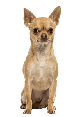 Chihuahua som ung/voksen