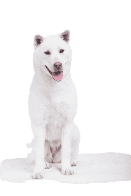 Kishu