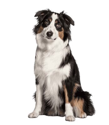 Miniature American Shepherd som ung/voksen