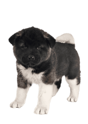 American Akita som hvalp