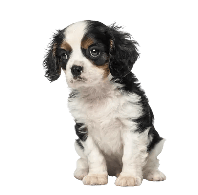 Cavalier King Charles Spaniel