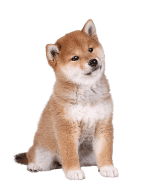 Shiba som hvalp