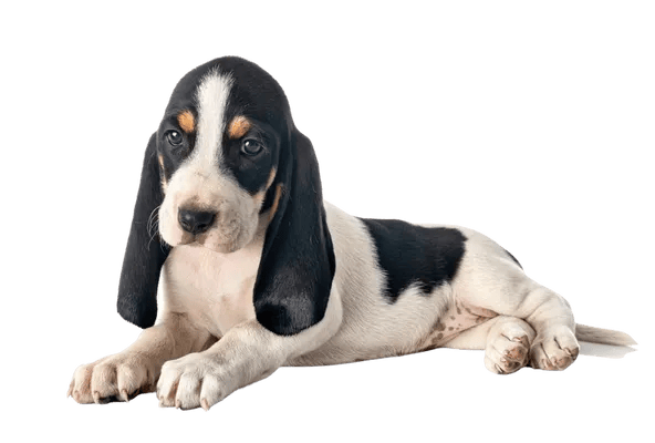 Lille Schweizer Støver