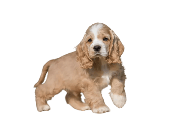 Amerikansk Cocker Spaniel