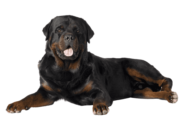 Rottweiler som senior