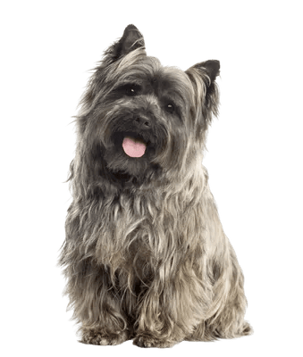 Cairn Terrier