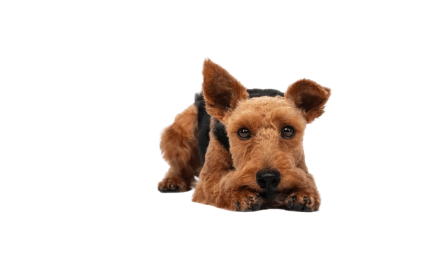 Welsh Terrier