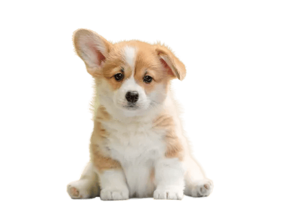 Welsh Corgi Pembroke