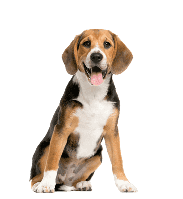 Beagle som ung/voksen