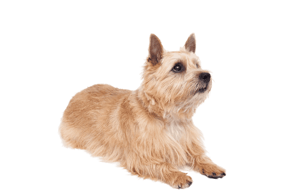 Norwich Terrier som senior