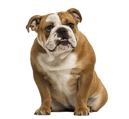 Engelsk Bulldog