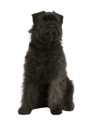 Bouvier des Ardennes som ung/voksen