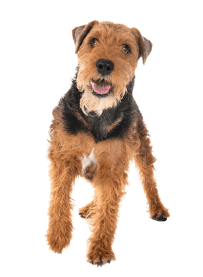 Welsh Terrier som senior