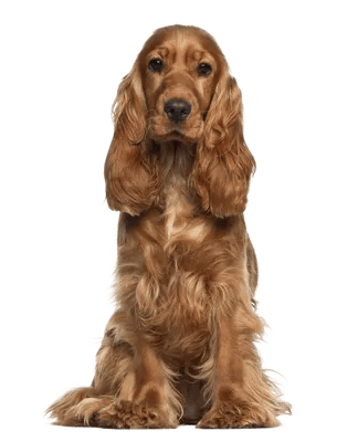 Engelsk Cocker Spaniel