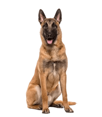 Malinois