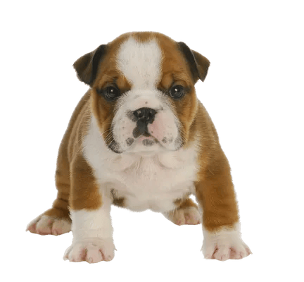 Engelsk Bulldog