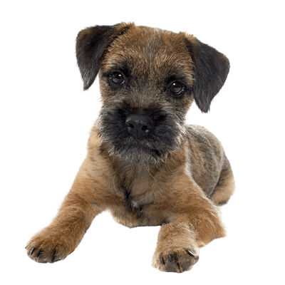 Border Terrier