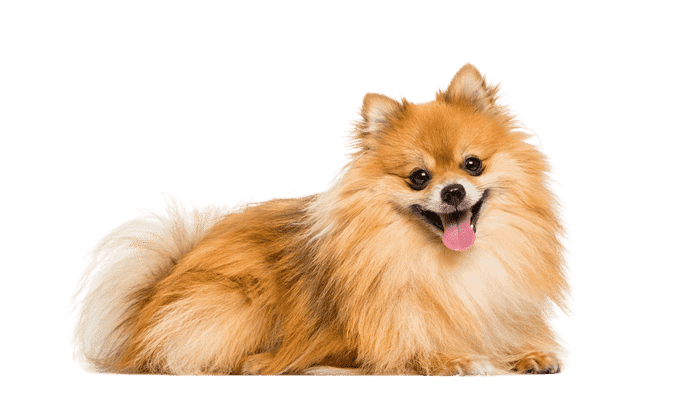 Pomeranian som senior