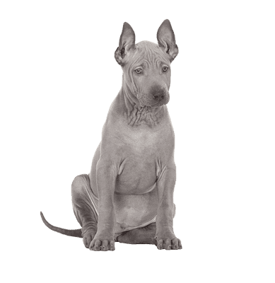 Thai Ridgeback Dog som senior