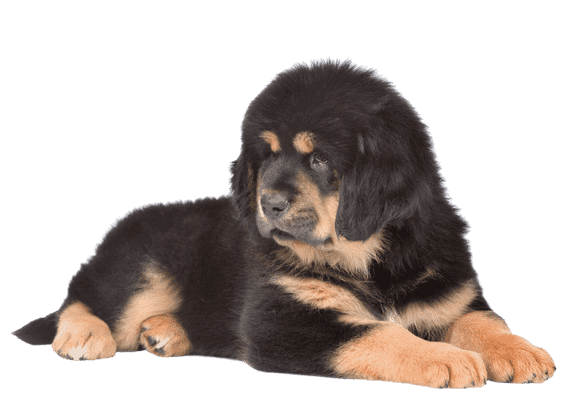 Tibetansk Mastiff