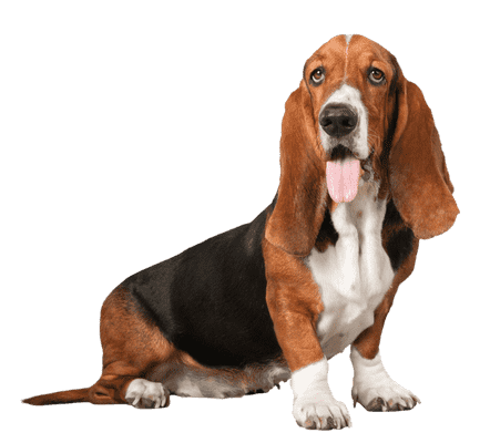 Basset Hound som ung/voksen