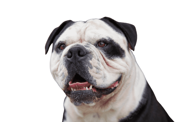 Old English Bulldog - om racen | Terry.dk