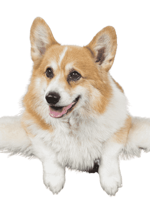 Welsh Corgi Pembroke som senior