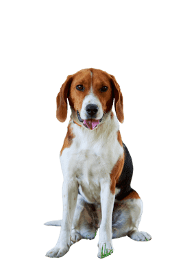 American Foxhound som ung/voksen