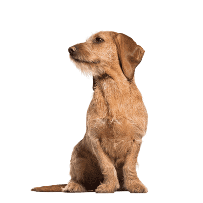 Basset Fauve de Bretagne